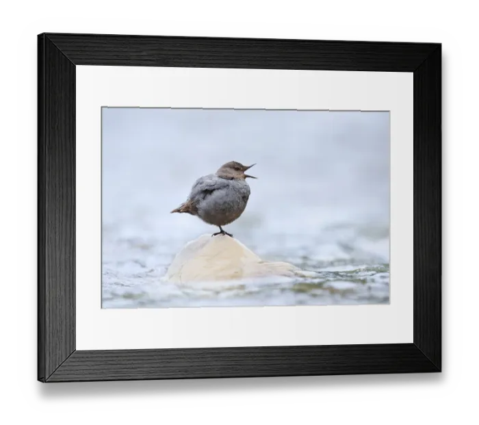 Framed Print : Grey White-throated Dipper (Cinclus mexicanus) standing on a rock in the water