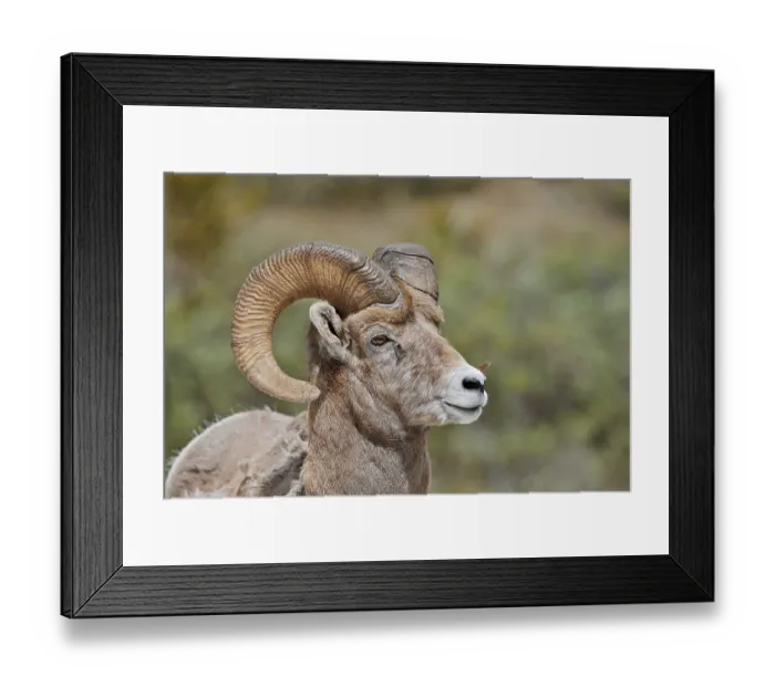 Framed Print : Rocky Mountains bighorn sheep (Ovis canadensis canadensis)