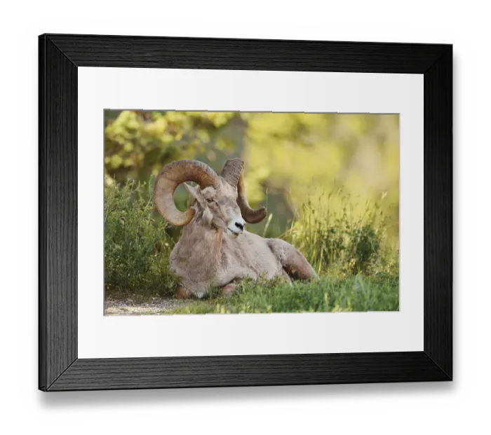 Framed Print : Rocky Mountains bighorn sheep (Ovis canadensis canadensis) Framed Print : Rocky Mountains bighorn sheep (Ovis canadensis canadensis)
