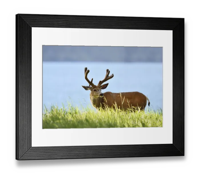 Framed Print : Mule deer or big-eared deer (Odocoileus hemionus) Framed Print : Mule deer or big-eared deer (Odocoileus hemionus)