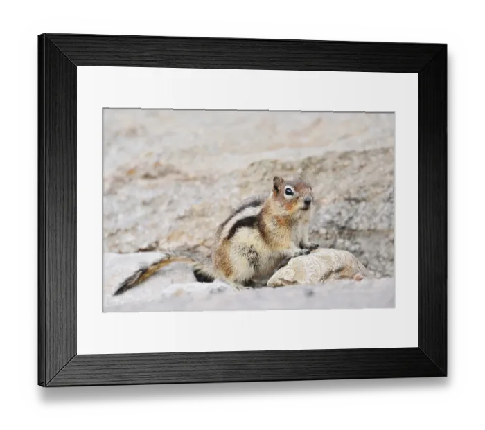 Framed Print : Golden mantle gopher (Callospermophilus lateralis) Framed Print : Golden mantle gopher (Callospermophilus lateralis)