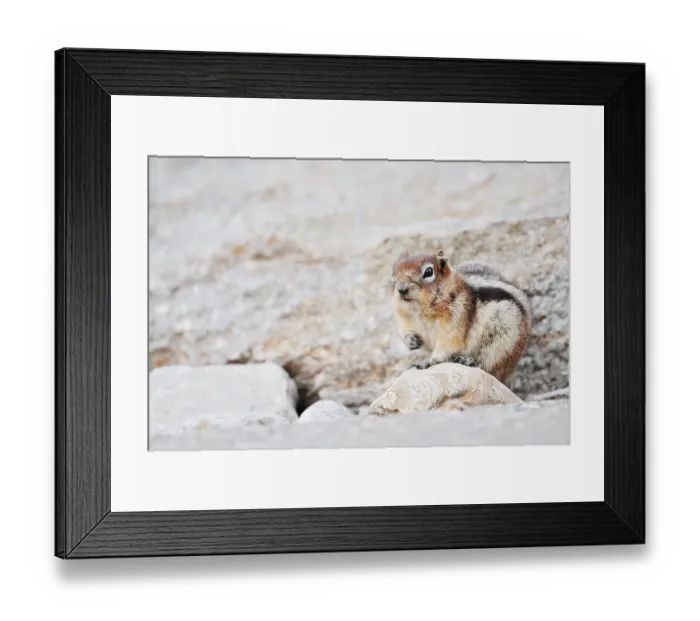 Framed Print : Golden mantle gopher (Callospermophilus lateralis)