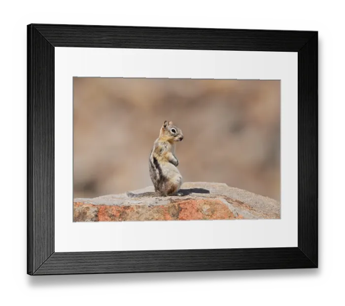 Framed Print : Golden mantle gopher (Callospermophilus lateralis)