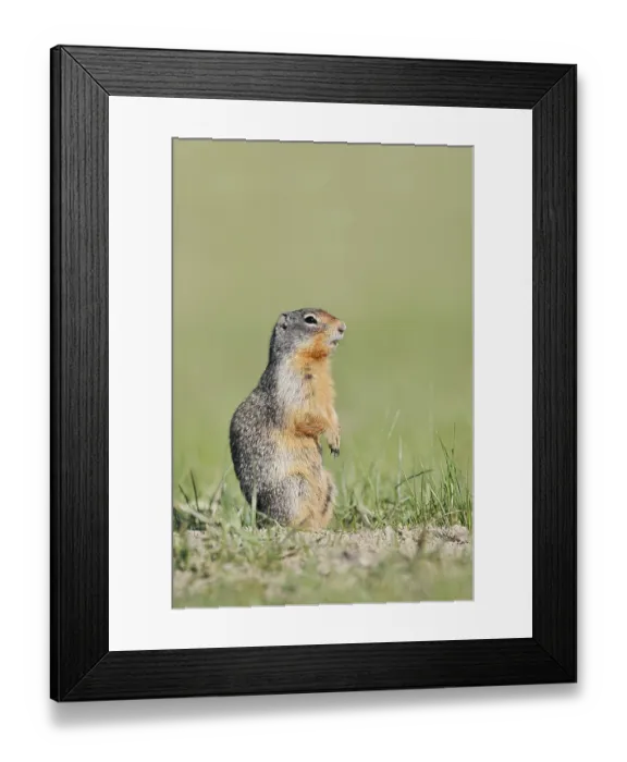 Framed Print : Columbia ground squirrel (Urocitellus columbianus) Framed Print : Columbia ground squirrel (Urocitellus columbianus)