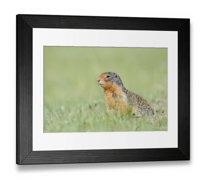 Framed Print : Columbia ground squirrel (Urocitellus columbianus)