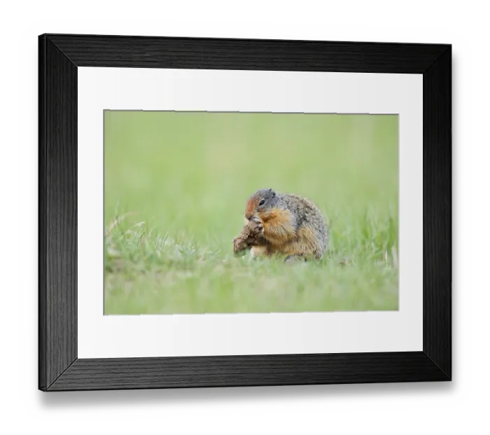 Framed Print : Columbia ground squirrel (Urocitellus columbianus) Framed Print : Columbia ground squirrel (Urocitellus columbianus)