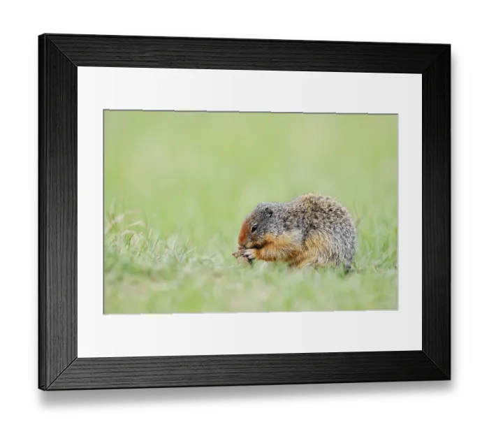 Framed Print : Columbia ground squirrel (Urocitellus columbianus)
