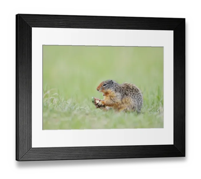Framed Print : Columbia ground squirrel (Urocitellus columbianus) Framed Print : Columbia ground squirrel (Urocitellus columbianus)