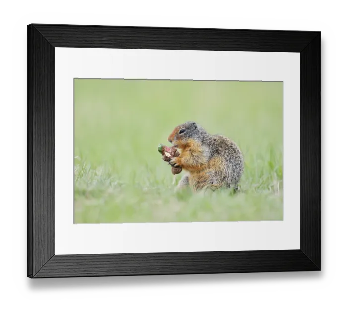 Framed Print : Columbia ground squirrel (Urocitellus columbianus) Framed Print : Columbia ground squirrel (Urocitellus columbianus)