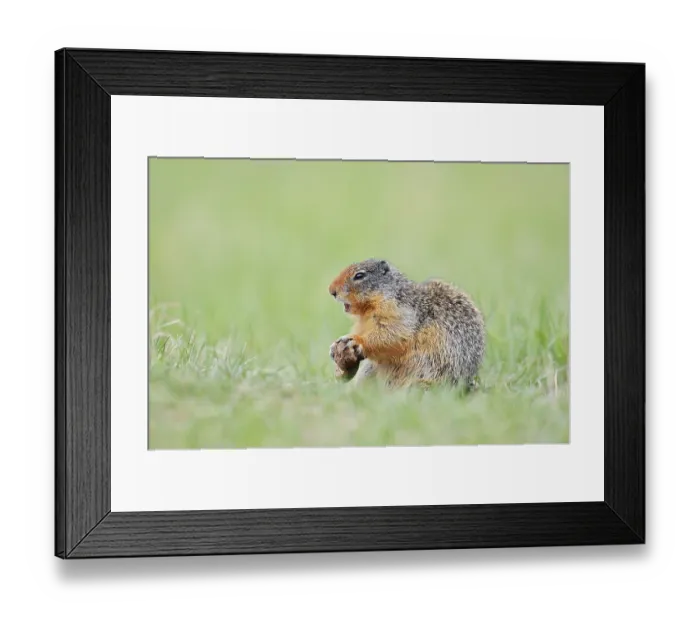 Framed Print : Columbia ground squirrel (Urocitellus columbianus)