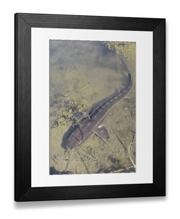Framed Print : Russian sturgeon or Waxdick (Acipenser gueldenstaedtii)