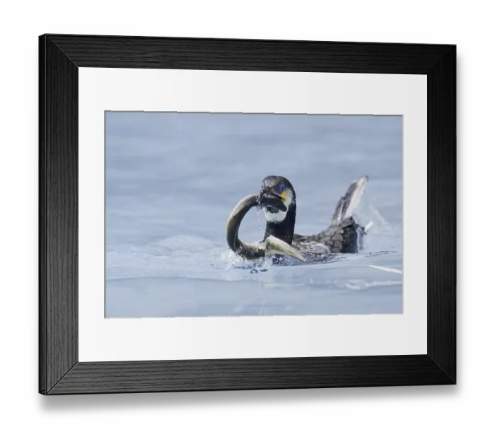 Framed Print : Cormorant (Phalacrocorax carbo) with captured eel (Anguilla anguilla)