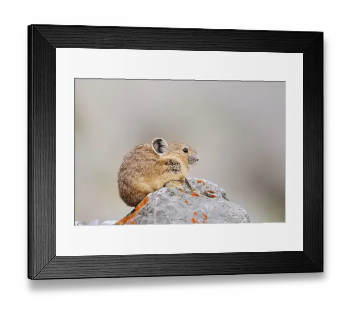 Framed Print : American pika (Ochotona princeps) sitting on a rock