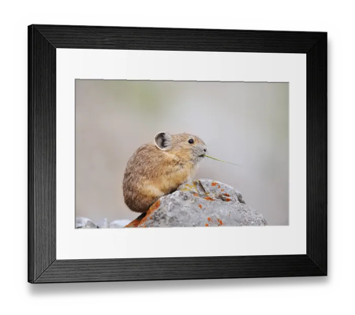 Framed Print : American pika (Ochotona princeps) sitting on a rock and eating Framed Print : American pika (Ochotona princeps) sitting on a rock and eating