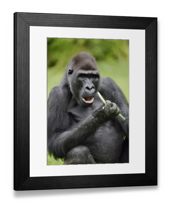 Framed Print : Western lowland gorilla (Gorilla gorilla gorilla)
