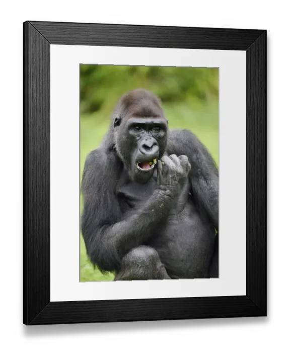 Framed Print : Western lowland gorilla (Gorilla gorilla gorilla) Framed Print : Western lowland gorilla (Gorilla gorilla gorilla)