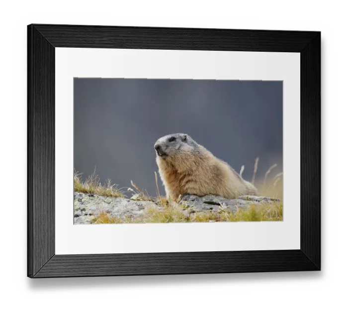Framed Print : Alpine marmot (Marmota marmota)