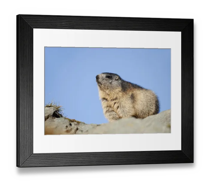Framed Print : Alpine marmot (Marmota marmota) Framed Print : Alpine marmot (Marmota marmota)