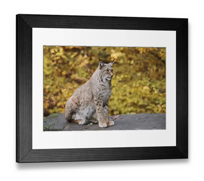 Framed Print : Eurasian lynx (Lynx lynx) sitting on a stone in autumn