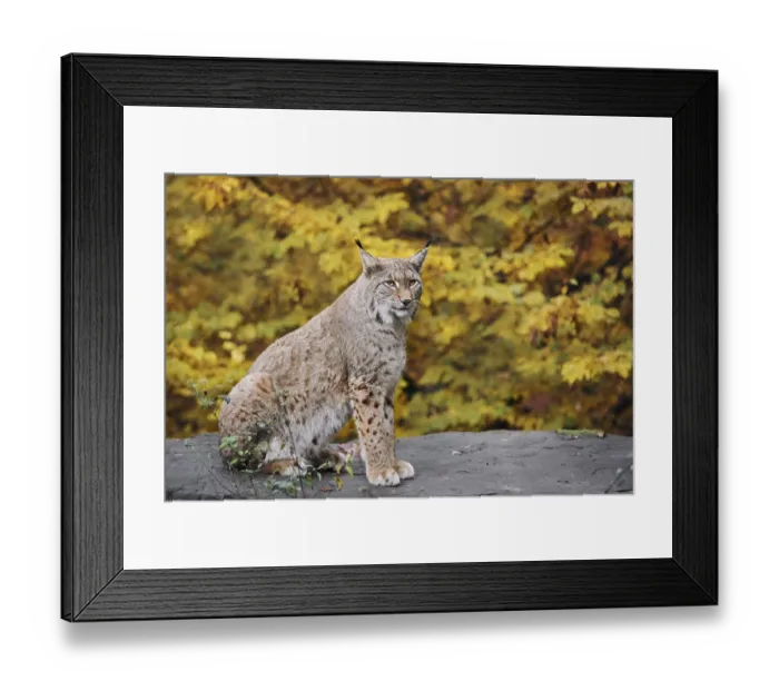 Framed Print : Eurasian lynx (Lynx lynx) sitting on a stone in autumn Framed Print : Eurasian lynx (Lynx lynx) sitting on a stone in autumn