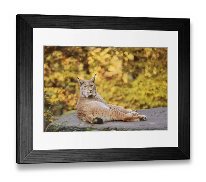 Framed Print : Eurasian lynx (Lynx lynx) lying on a stone in autumn