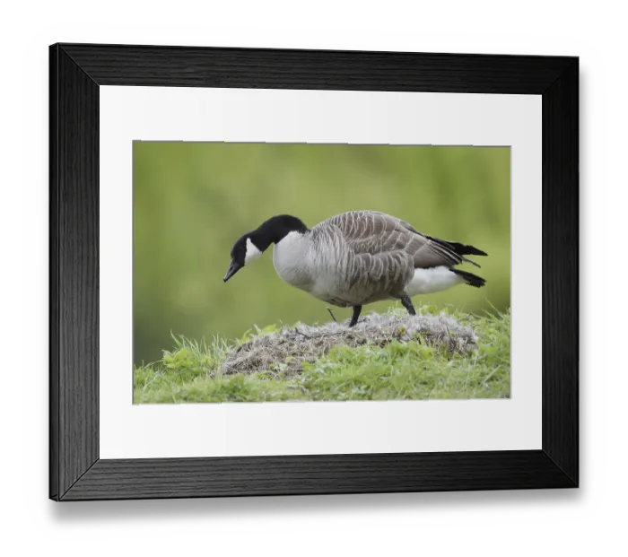 Framed Print : Canada goose (Branta canadensis) at the nest