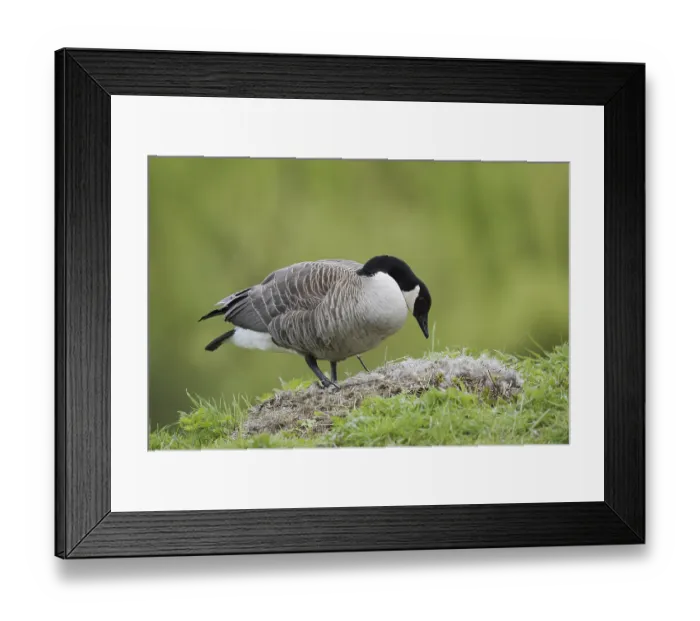 Framed Print : Canada goose (Branta canadensis) at the nest Framed Print : Canada goose (Branta canadensis) at the nest