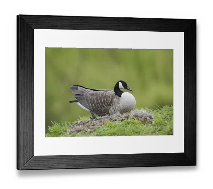 Framed Print : Canada goose (Branta canadensis) sitting brooding on the nest
