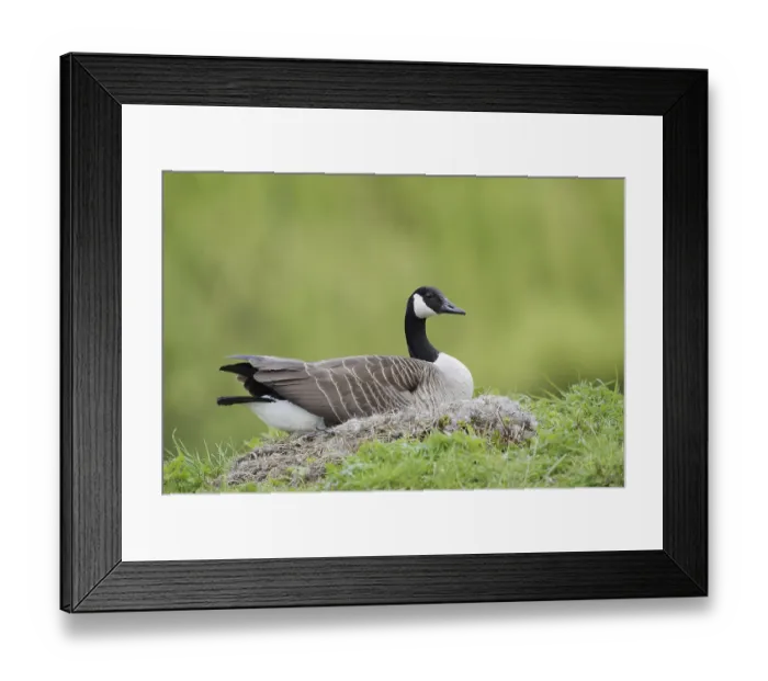 Framed Print : Canada goose (Branta canadensis) sitting brooding on the nest