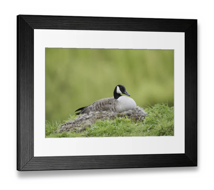 Framed Print : Canada goose (Branta canadensis) sitting brooding on the nest