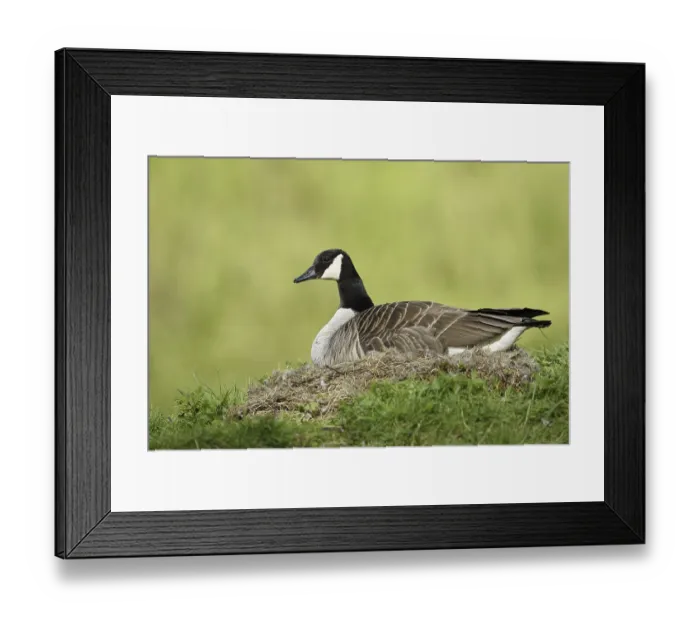 Framed Print : Canada goose (Branta canadensis) sitting brooding on the nest Framed Print : Canada goose (Branta canadensis) sitting brooding on the nest