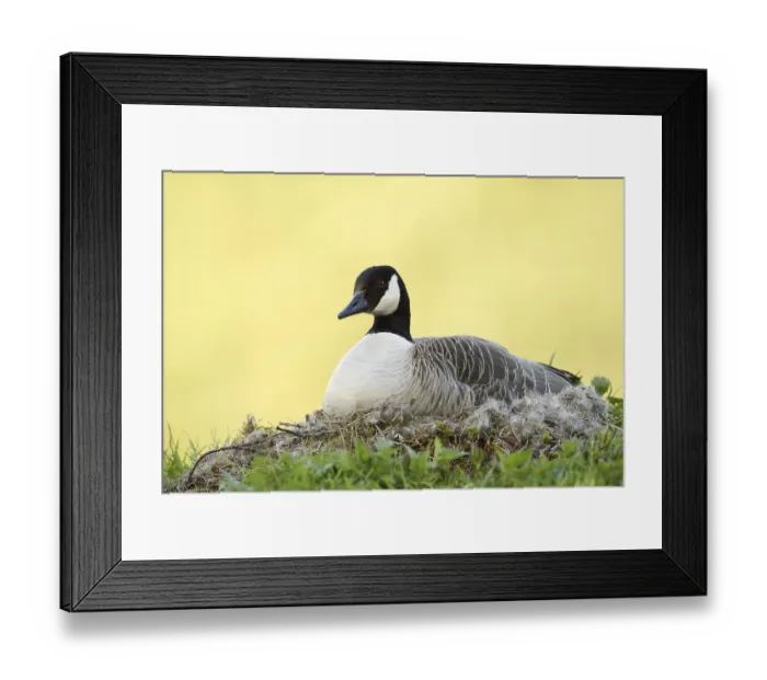 Framed Print : Canada goose (Branta canadensis) sitting brooding on the nest