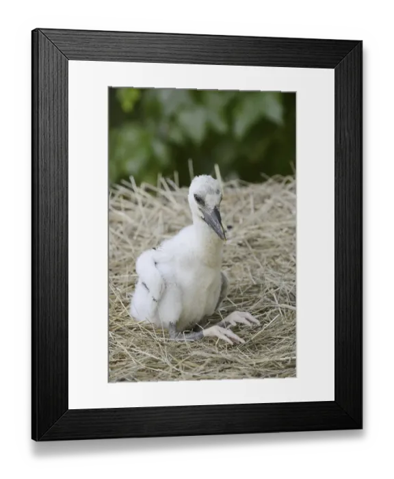 Framed Print : White stork (Ciconia ciconia), chick in nest Framed Print : White stork (Ciconia ciconia), chick in nest