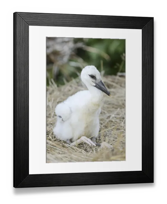Framed Print : White stork (Ciconia ciconia), chick in nest