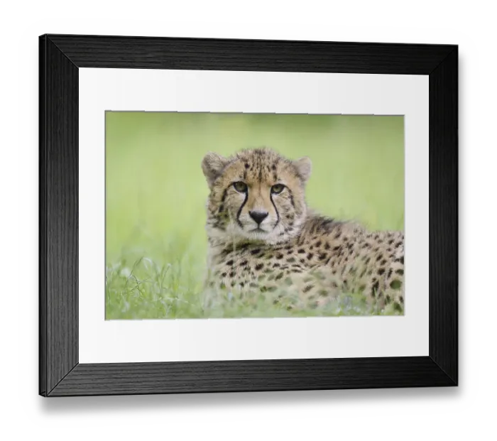 Framed Print : Cheetah (Acinonyx jubatus), captive Framed Print : Cheetah (Acinonyx jubatus), captive