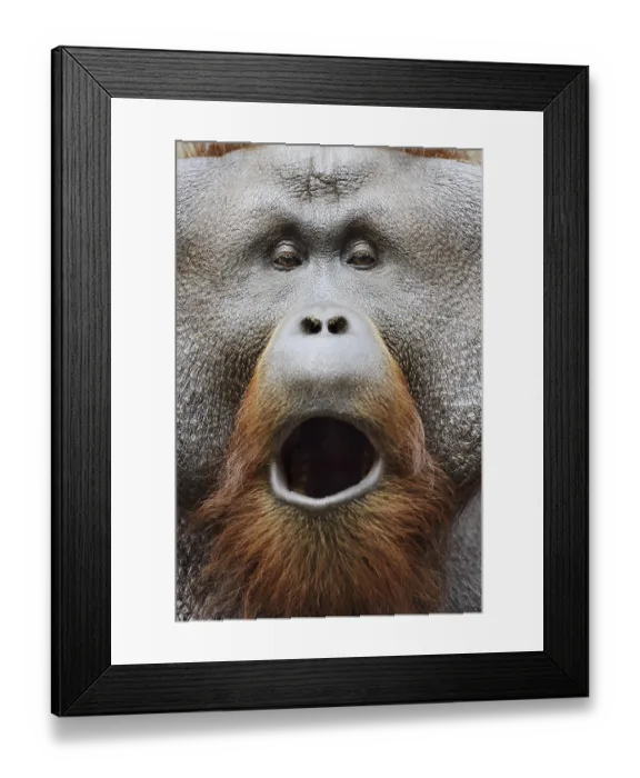 Framed Print : Bornean orangutan (Pongo pygmaeus)