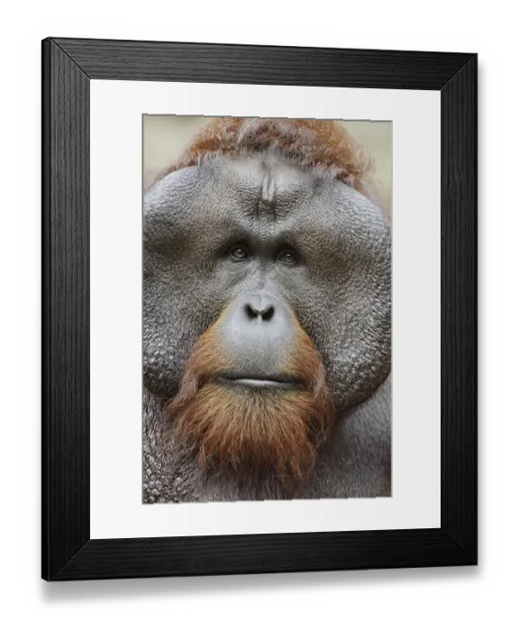 Framed Print : Bornean orangutan (Pongo pygmaeus)