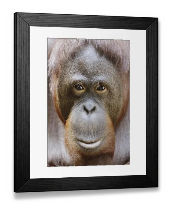 Framed Print : Bornean orangutan (Pongo pygmaeus) Framed Print : Bornean orangutan (Pongo pygmaeus)