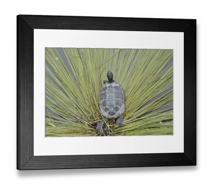 Framed Print : Yellow-cheeked tortoise (Trachemys scripta scripta)