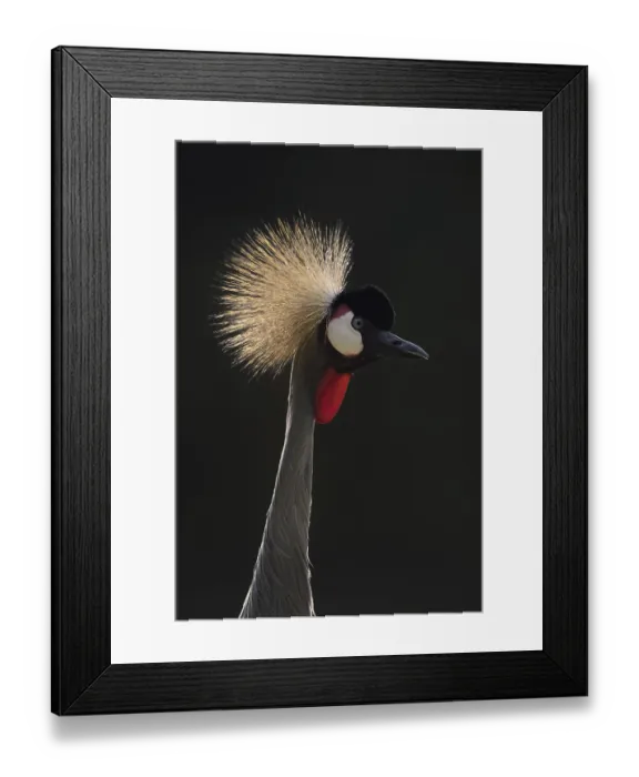 Framed Print : South African Crowned Crane or Grey-necked Crowned Crane (Balearica regulorum)