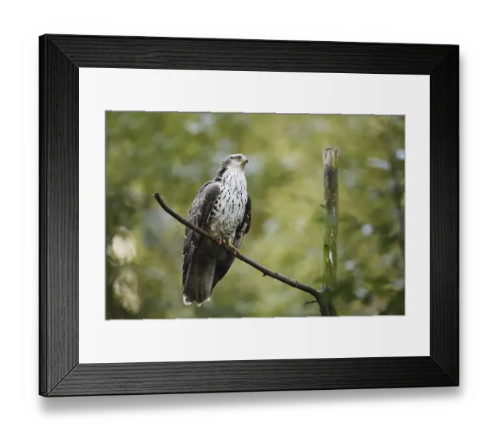 Framed Print : Honey buzzard (Pernis apivorus), Bavaria, Germany Framed Print : Honey buzzard (Pernis apivorus), Bavaria, Germany