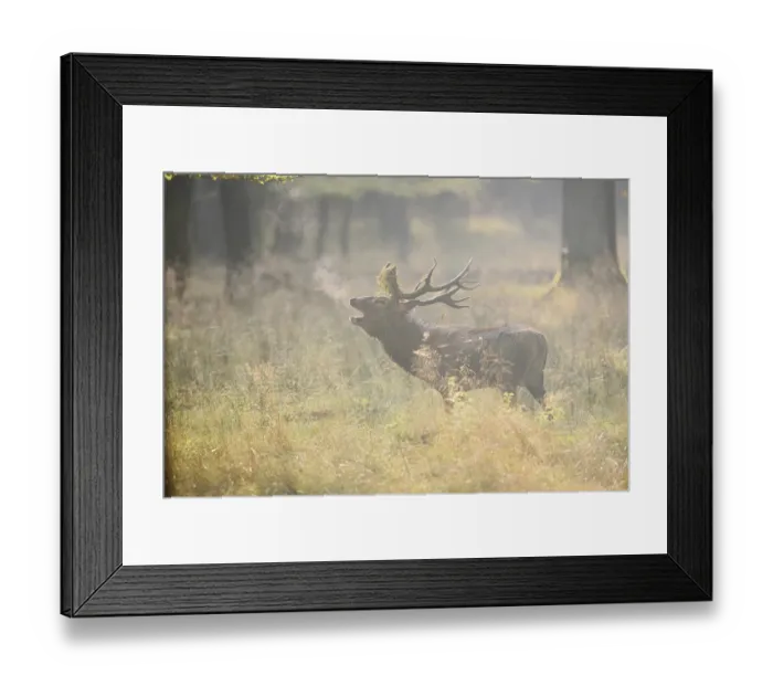Framed Print : Red deer (Cervus elaphus) roaring in the rutting season
