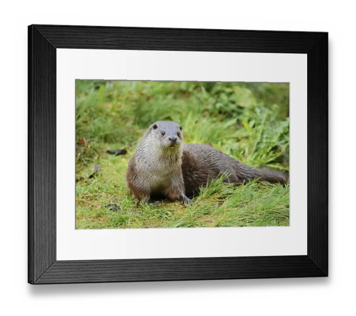 Framed Print : Eurasian otter or European otter (Lutra lutra) Framed Print : Eurasian otter or European otter (Lutra lutra)