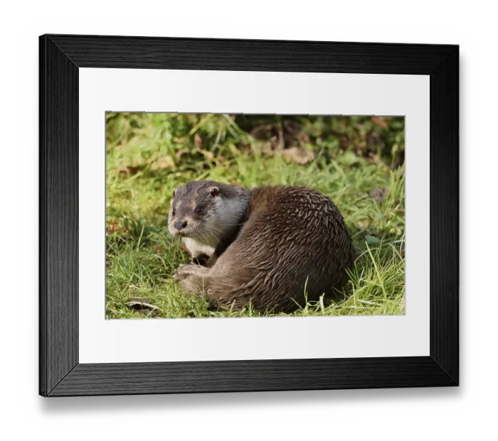 Framed Print : Eurasian otter or European otter (Lutra lutra)