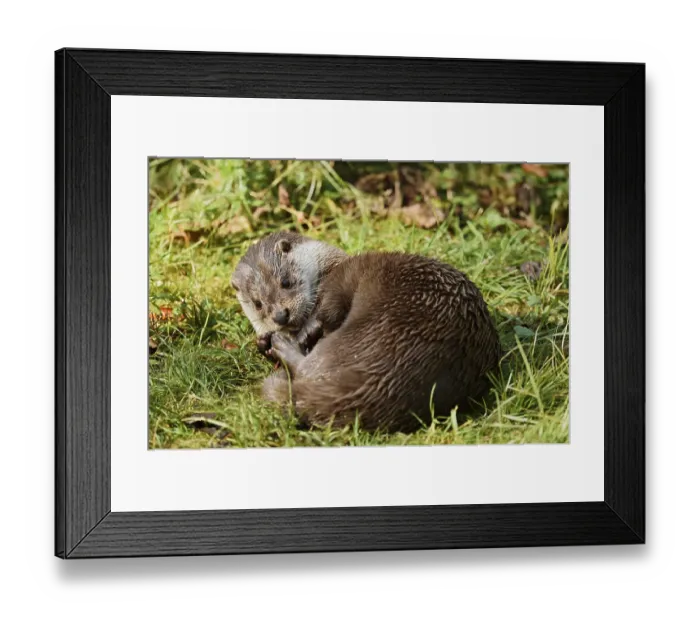Framed Print : Eurasian otter or European otter (Lutra lutra) Framed Print : Eurasian otter or European otter (Lutra lutra)