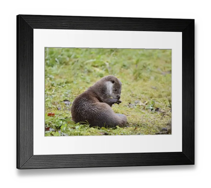 Framed Print : Eurasian otter or European otter (Lutra lutra)
