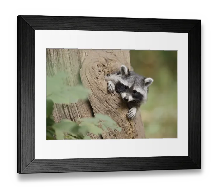 Framed Print : Raccoon (Procyon lotor), young animal looking out of a tree hollow