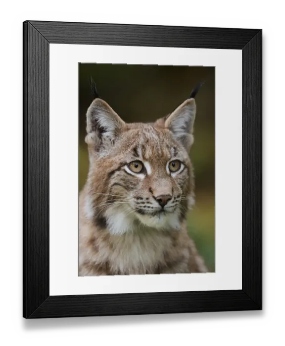 Framed Print : Eurasian lynx (Lynx lynx), portrait Framed Print : Eurasian lynx (Lynx lynx), portrait