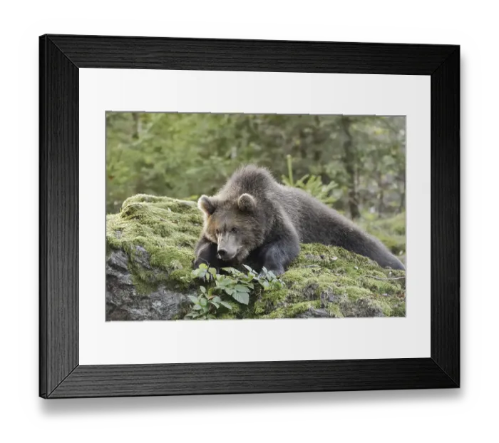 Framed Print : European brown bear (Ursus arctos arctos)