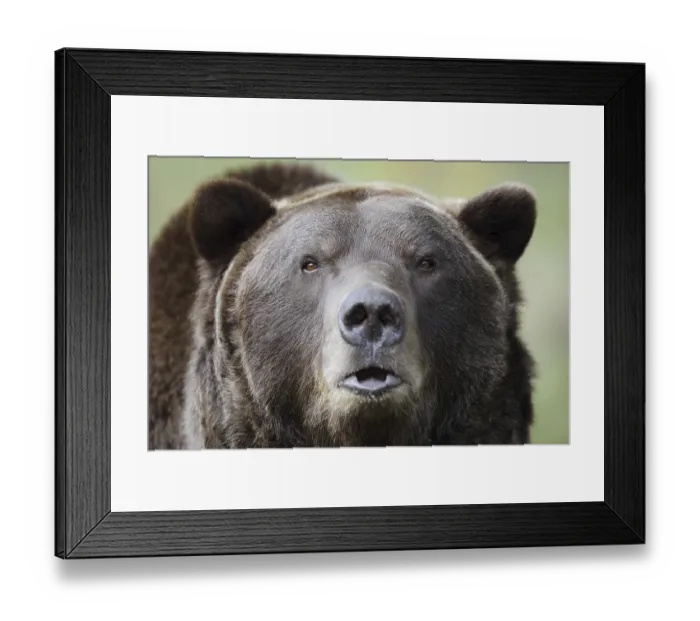 Framed Print : European brown bear (Ursus arctos arctos) Framed Print : European brown bear (Ursus arctos arctos)